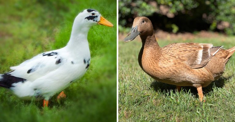 best-ducks-for-egg-production-and-what-makes-them-so-special