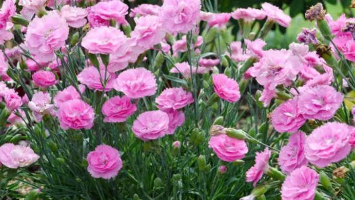 Bring Spring Scents Anywhere With These Beautiful Container Dianthus Ideas