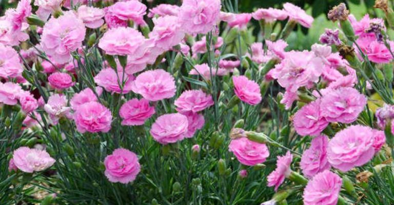 Bring Spring Scents Anywhere With These Beautiful Container Dianthus Ideas