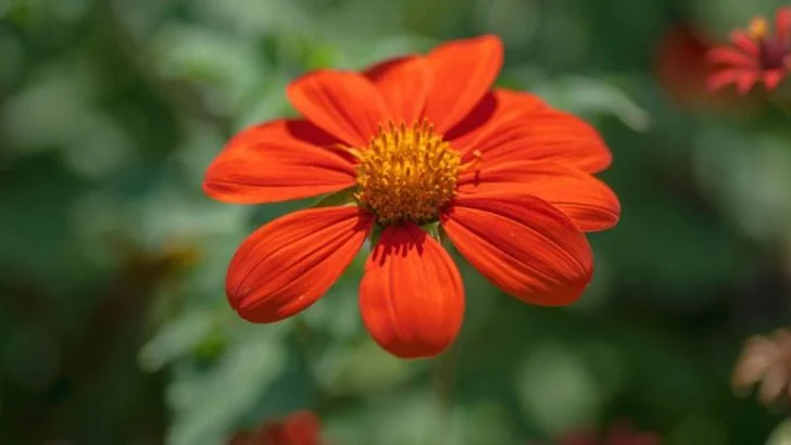California’s Favorite Orange Flowers—And Why It’s Everywhere Right Now
