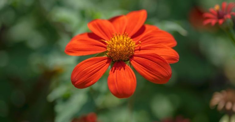 California’s Favorite Orange Flowers—And Why It’s Everywhere Right Now