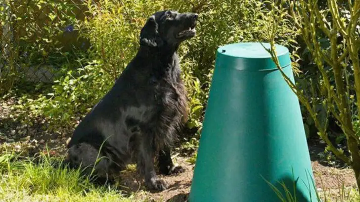 Composting Dog Waste: An Eco-Friendly Approach to Pet Ownership