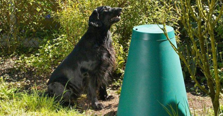 Composting Dog Waste: An Eco-Friendly Approach to Pet Ownership