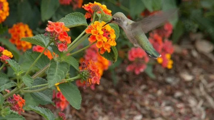 Designing a Bird-Friendly Yard (Without Letting It Turn Into a Jungle)