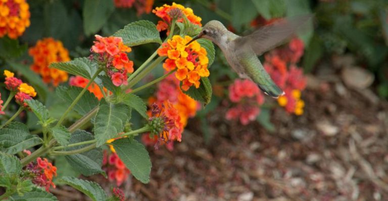 Designing a Bird-Friendly Yard (Without Letting It Turn Into a Jungle)