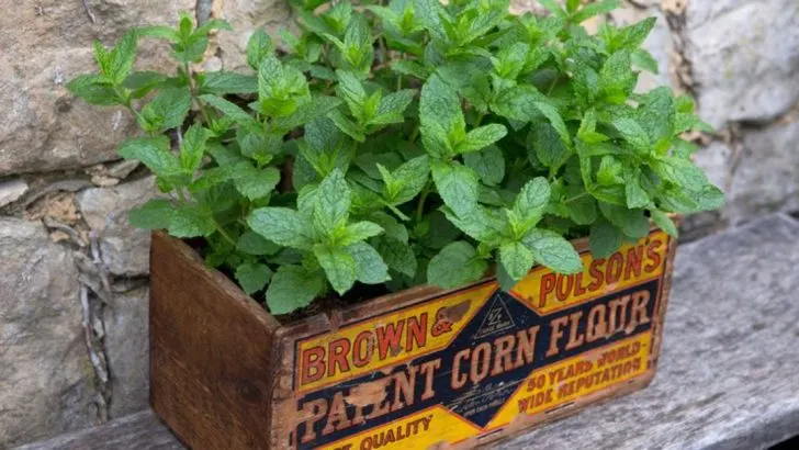 Downsides to Growing Mint Every Gardener Should Know