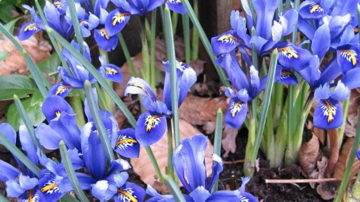 Early Blooming Iris Varieties for a Colorful Start to the Season