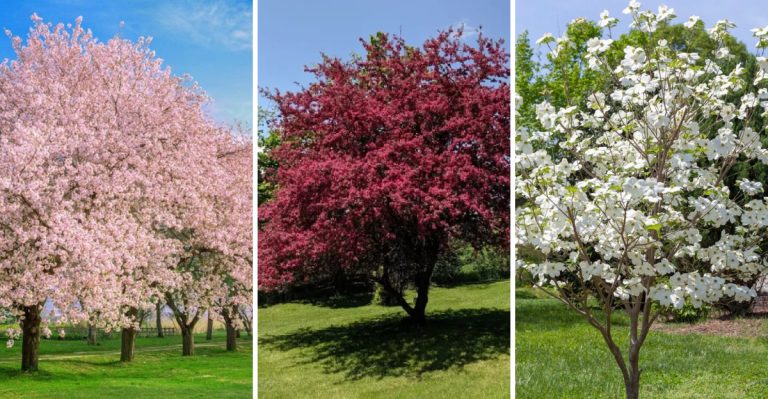 Fast-Blooming Trees That Create a Colorful Spring Garden in No Time