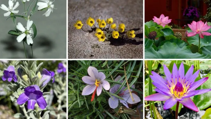 Flowers Revived from Ancient Seeds Found in Archaeological Sites