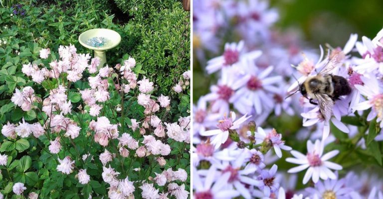 Garden Trends by Generation: What Boomers, Millennials, and Gen Z Grow Most