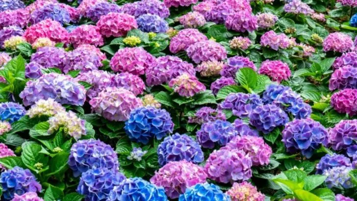 Grow Endless Summer Hydrangeas So Good, They Deserve a Red Carpet