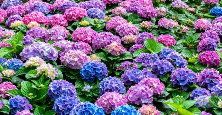Grow Endless Summer Hydrangeas So Good, They Deserve a Red Carpet