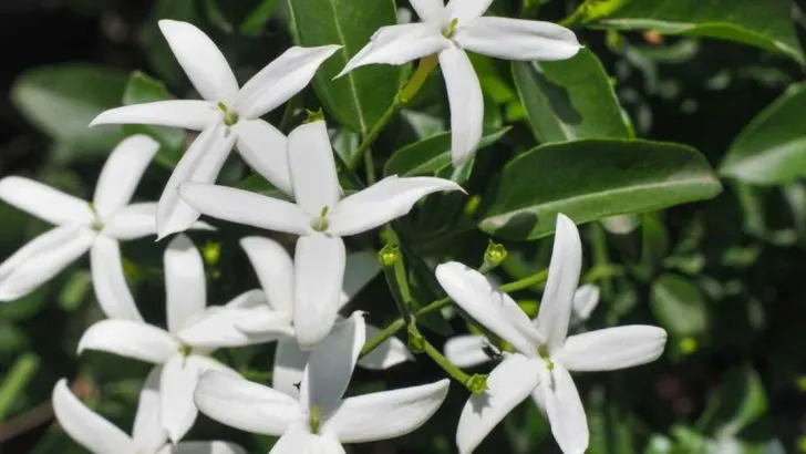 Grow Your Own Aromatherapy Garden: 17 Plants Proven to Boost Your Mood and Reduce Stress