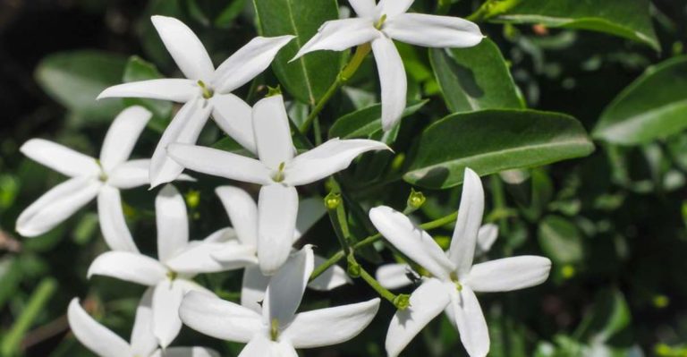 Grow Your Own Aromatherapy Garden: 17 Plants Proven to Boost Your Mood and Reduce Stress