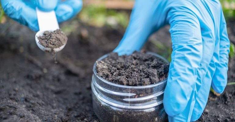 Harnessing Indigenous Microorganisms to Enhance Soil Fertility