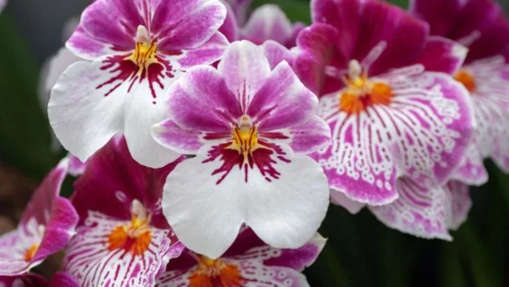 How To Choose The Right Type Of Orchid To Grow And Care For
