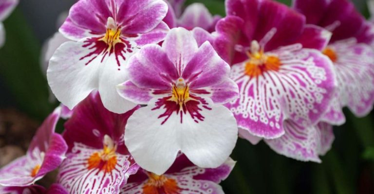 How To Choose The Right Type Of Orchid To Grow And Care For