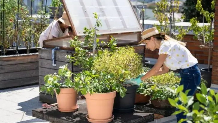 How to Create a Rooftop Garden: A Beginner’s Guide