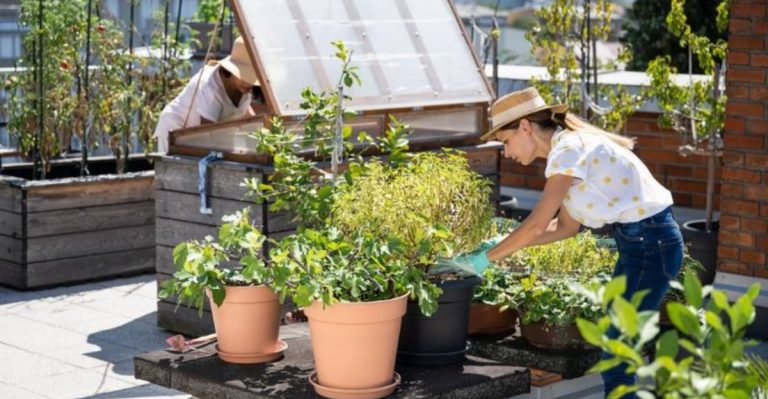 How to Create a Rooftop Garden: A Beginner’s Guide