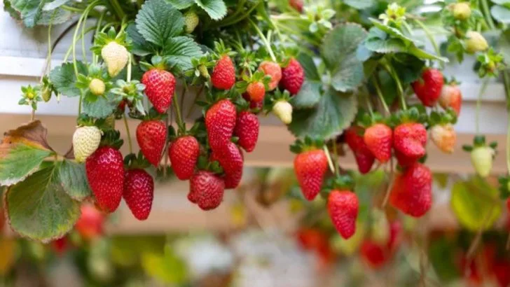 How to Enjoy Homegrown Strawberries Without a Traditional Garden Bed