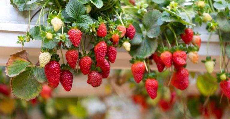 How to Enjoy Homegrown Strawberries Without a Traditional Garden Bed