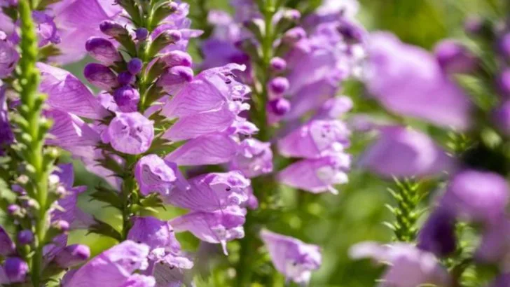 How To Grow An Obedient Plant Without Worrying About It Spreading