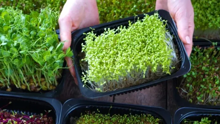 How to Grow Microgreens at Home for Maximum Nutrition