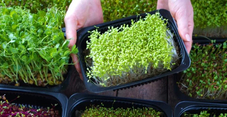 How to Grow Microgreens at Home for Maximum Nutrition