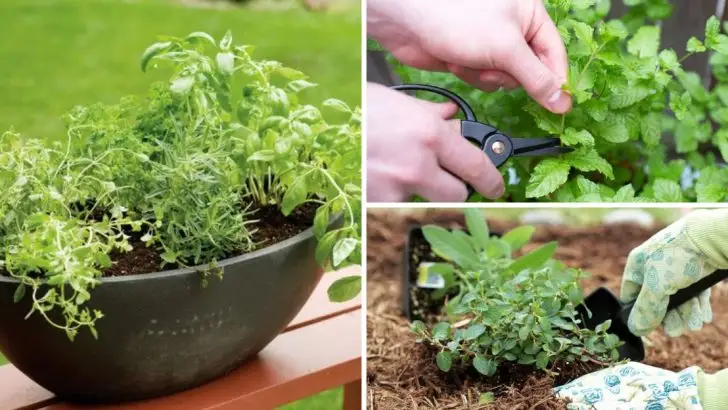 How to Grow Mint at Home Without It Taking Over Your Garden