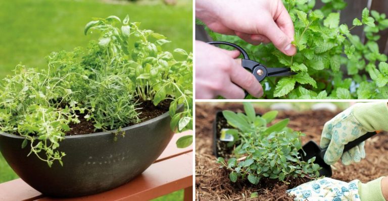 How to Grow Mint at Home Without It Taking Over Your Garden