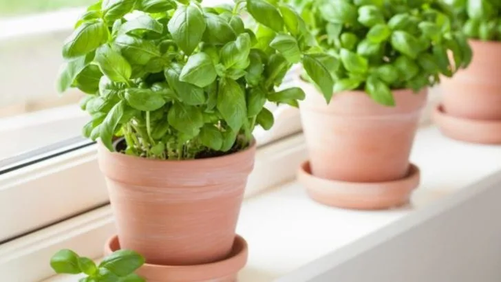 How to Grow Your Own Herbs on a Windowsill