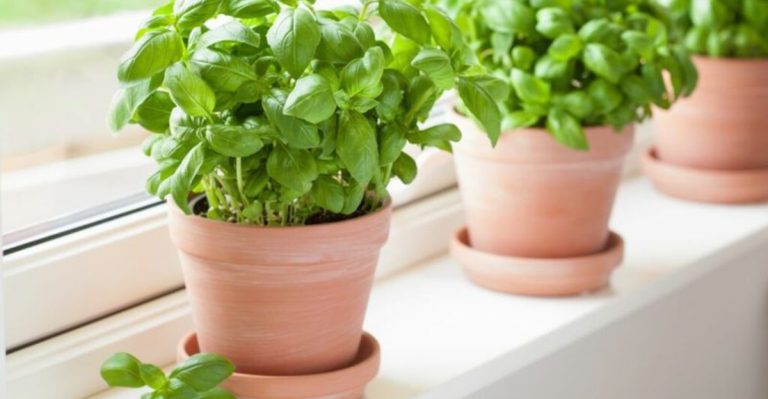 How to Grow Your Own Herbs on a Windowsill