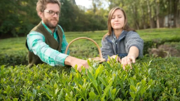 How to Grow Your Own Tea Garden at Home
