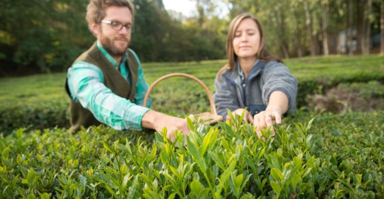 How to Grow Your Own Tea Garden at Home