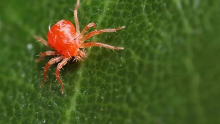 How to Identify and Treat Common Garden Pests