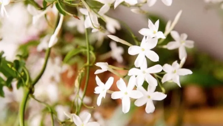 How to Make Your Garden Smell Amazing (Without Overloading on Lavender)