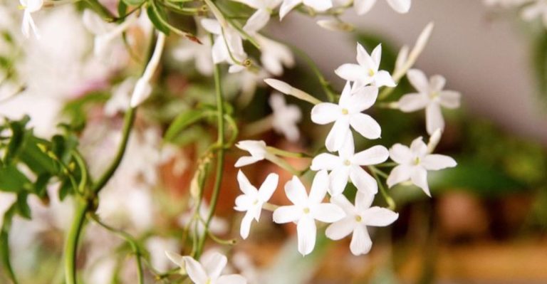 How to Make Your Garden Smell Amazing (Without Overloading on Lavender)