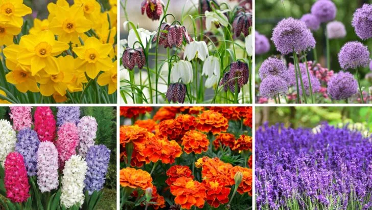 If Squirrels Are Wrecking Your Garden, You Must Grow These 16 Plants