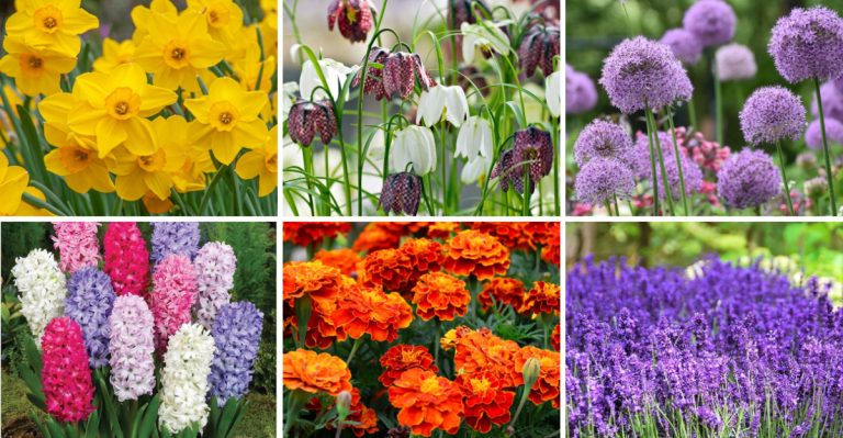 If Squirrels Are Wrecking Your Garden, You Must Grow These 16 Plants