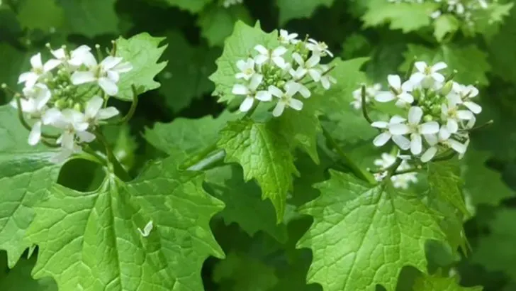 If You Spot Any of These 14 Invasive Plants in Your Yard, Remove Them Fast