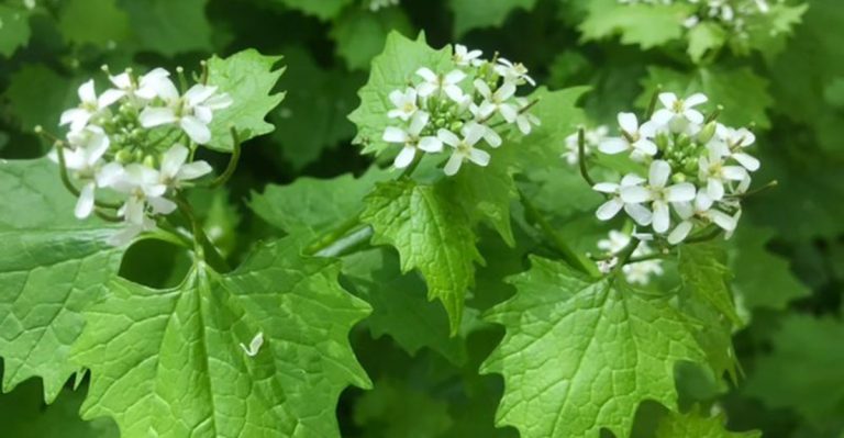 If You Spot Any of These 14 Invasive Plants in Your Yard, Remove Them Fast