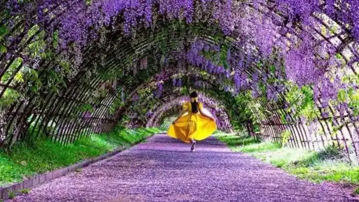 Inspiring Garden Design Ideas from Ashikaga Flower Park, Japan