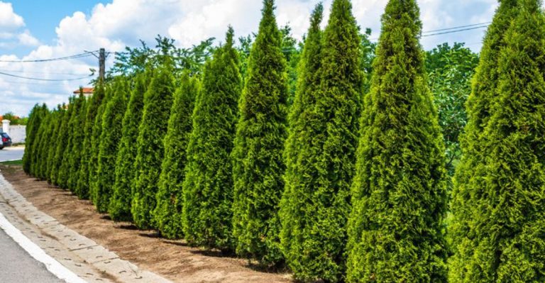 Noise-Reducing Gardens: 20 Plants Proven to Muffle Outdoor Sounds
