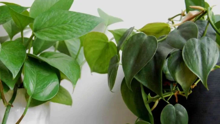 Pothos vs. Philodendron: 12 Key Differences Every Plant Lover Should Know