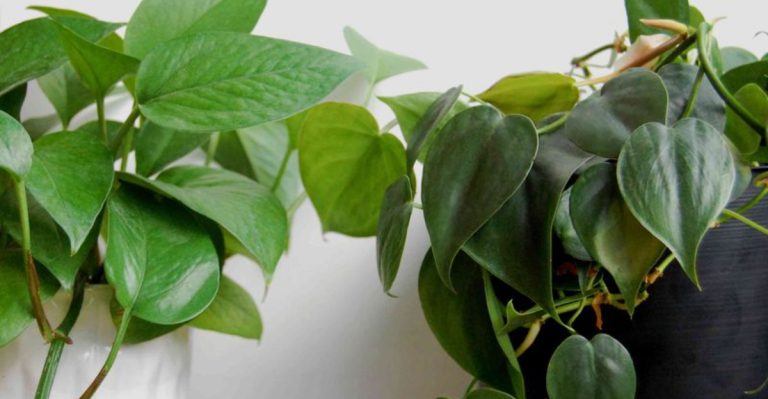 Pothos vs. Philodendron: 12 Key Differences Every Plant Lover Should Know