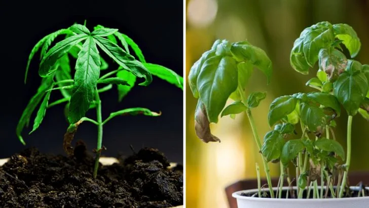 Signs of Spider Mite Infestations in Your Garden and How to Prevent Them