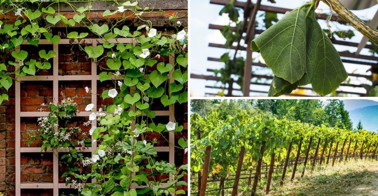 Signs of Vine Borer Damage in Your Garden and How to Save Your Plants