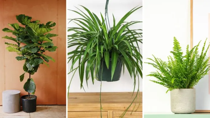 Stop Moving These Houseplants Around—They Hate the Change