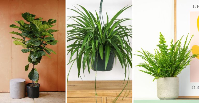 Stop Moving These Houseplants Around—They Hate the Change