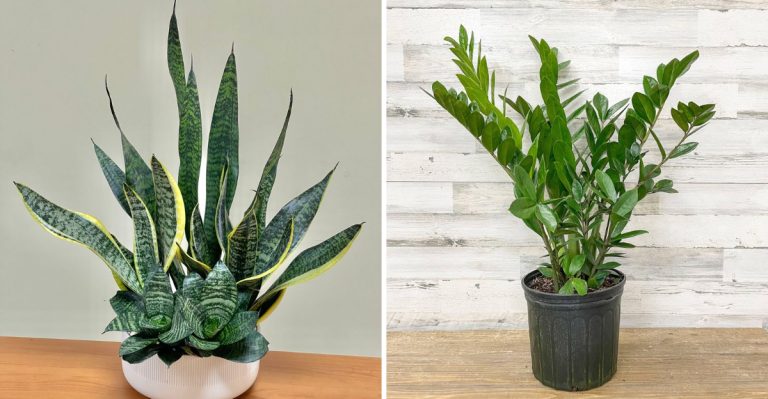 Stop Repotting These Plants Every Year—You’re Stressing Them Out